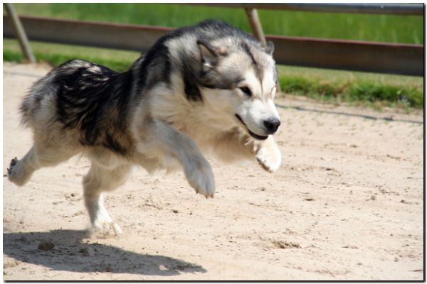 chasing.JPG